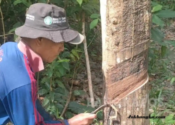 Petani Karet di Bangka Selatan Semringah, Harga Getah Naik Rp14.500 per Kilogram dan Bawa Harapan Baru bagi Ekonomi Desa