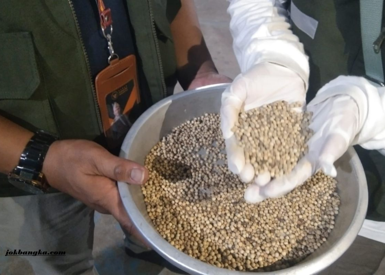 Produksi Lada Putih Petani Bangka Belitung Capai 964,696 Ton, Ekspor Tetap Berjalan dan Jadi Andalan Ekonomi Daerah