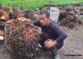 Update Harga Sawit Hari Ini di Bangka: Tertinggi Rp3.170 per Kg, Simak Daftar Lengkap Harga TBS di Seluruh Pabrik