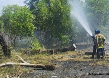 Damkar Bangka Berhasil Padamkan Kebakaran Lahan Seluas 5 Hektare, Warga Diimbau Waspada Musim Kemarau