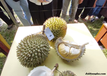Durian Bebek dari Desa Beruas Raih Juara 1 Kontes Durian Babel 2026, Debut Perdana Langsung Jadi yang Terbaik