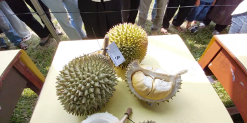 Durian Bebek dari Desa Beruas Raih Juara 1 Kontes Durian Babel 2026, Debut Perdana Langsung Jadi yang Terbaik