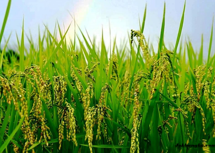 Pemkab Bangka Siapkan 23 Hektare Lahan untuk Budidaya Padi Organik, Dorong Produksi Beras Sehat dan Ramah Lingkungan