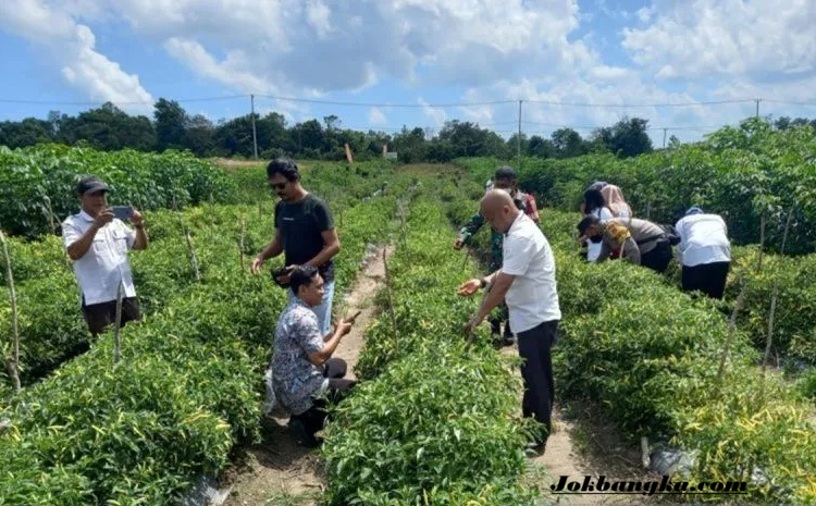 Babel Mulai Manfaatkan Lahan Bekas Tambang Timah untuk Pertanian, Ada Kopi hingga Bawang Merah