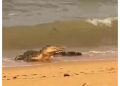 Buaya Besar Muncul di Pantai Baru Mentok Bangka Barat, Polisi Larang Warga Mandi dan Bertindak Sendiri