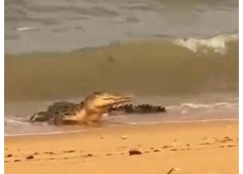 Buaya Besar Muncul di Pantai Baru Mentok Bangka Barat, Polisi Larang Warga Mandi dan Bertindak Sendiri