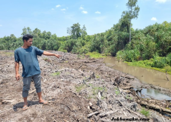 Hutan Sungai Buton Diduga Dibabat Pabrik Sawit, Tokoh Masyarakat Adukan ke Bupati Bangka Barat